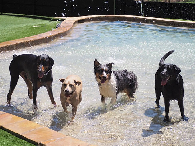 Dogs enjoying the saltwater pool and play yard at Pampered Pets Inn