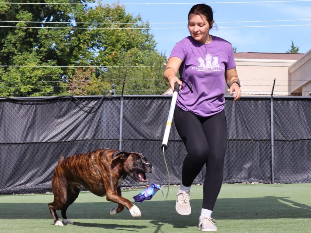 Dogs playing in daycare yard