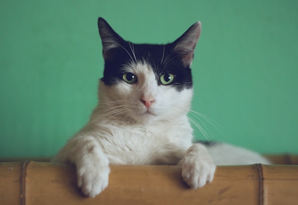 Cat relaxing in comfortable cat boarding suite